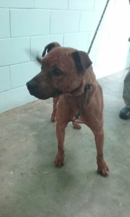 Divulgação_Feira Adoção de Animais 00