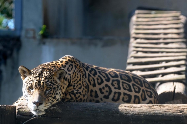 03-21-onca_fabio-nunes-teixeira