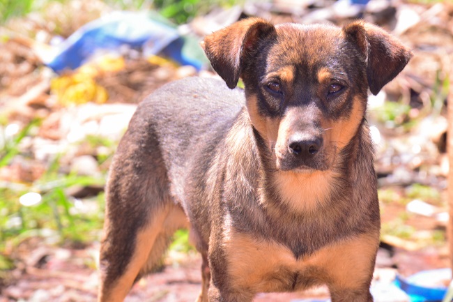 Chien - 12.04.2018 - Nico Rodrigues