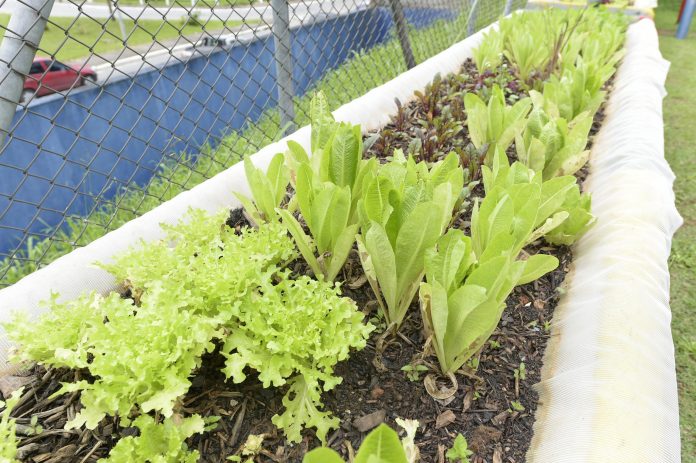 10_24_Agricultura Orgânica_Foto Sidnei Barros 002