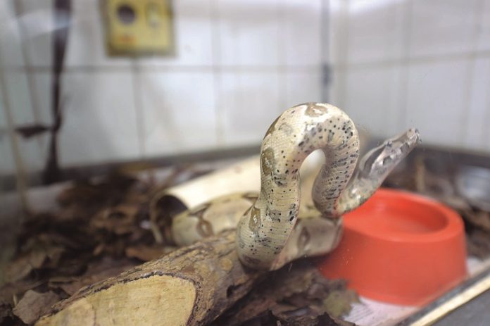 ZOOLÓGICO_Foto Fábio Nunes Teixeira