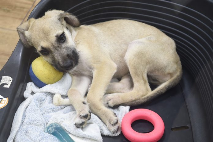 Assunto:Pets AdoçãoLocal:Bosque Maia Data:20/03/2019Foto:Márcio Lino/PMG