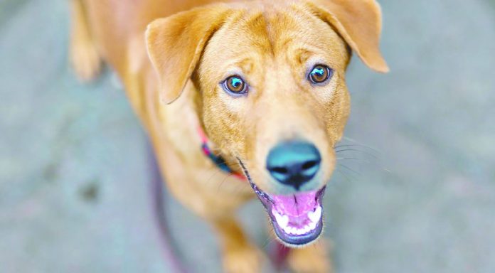 adocao-shopping-bonsucesso