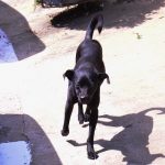 Vereadoras aprovam PL para identificação de violência contra animais