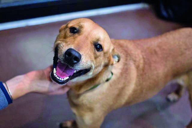doguinho_2190122_123310