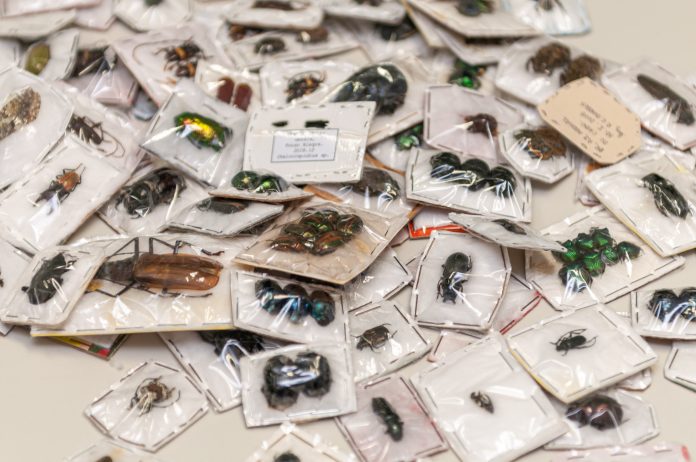 ibama-foto-vinicius-mendonca-02