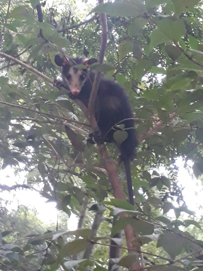 Saruê - Foto SEMA - PMG