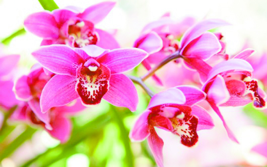 propagacao-das-orquideas-cursos-cpt