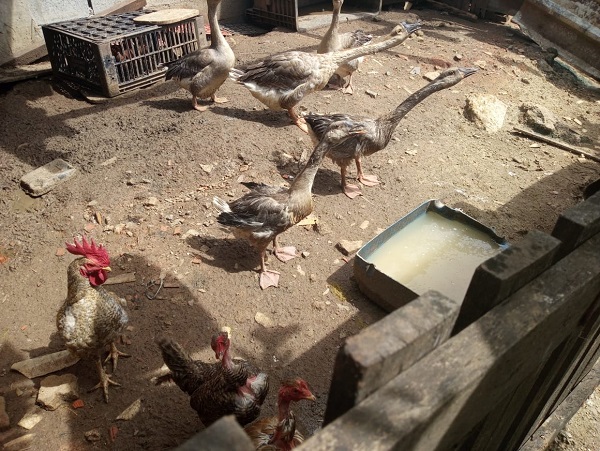 dacoi remoção córrego cocho velho 1