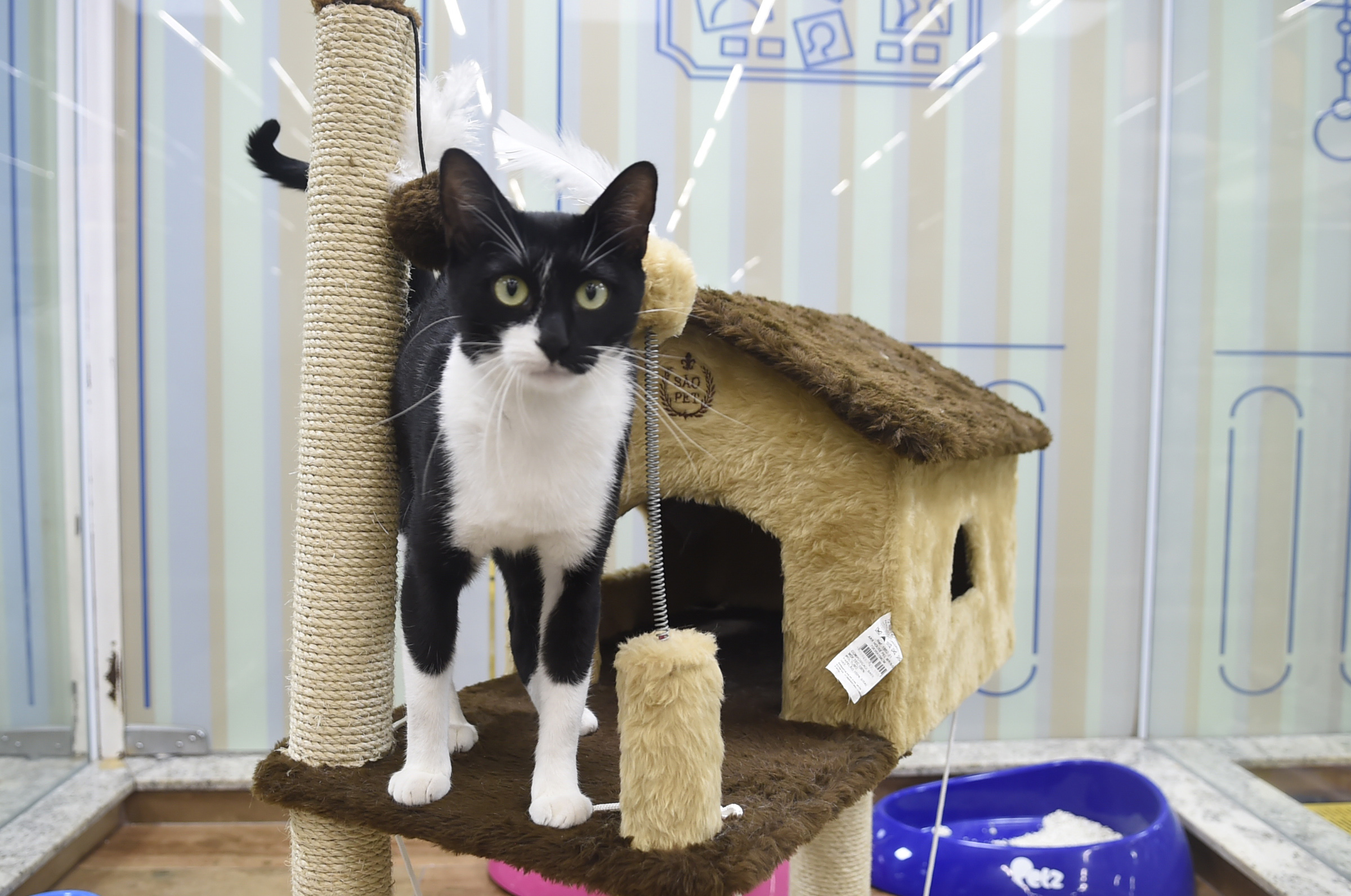 Assunto:Pets AdoçãoLocal:Bosque Maia Data:20/03/2019Foto:Márcio Lino/PMG