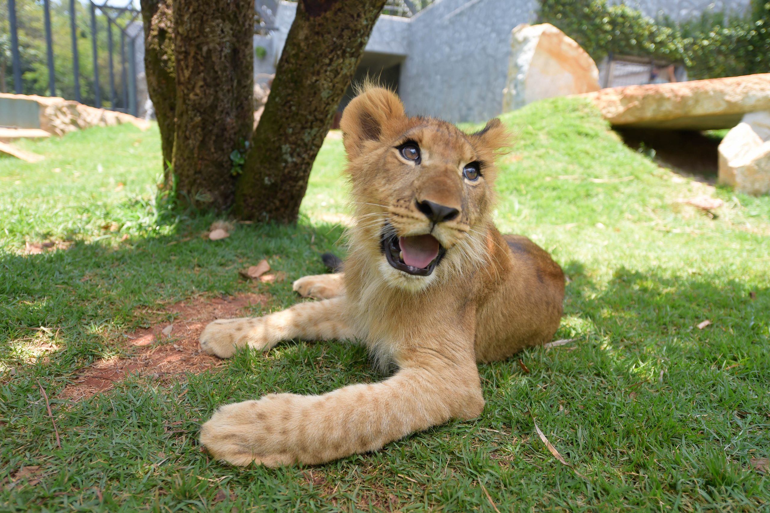 Leao Kalifa - Zoologico de Guarulhos -Foto_Fabio_Nunes_Teixeira (104)