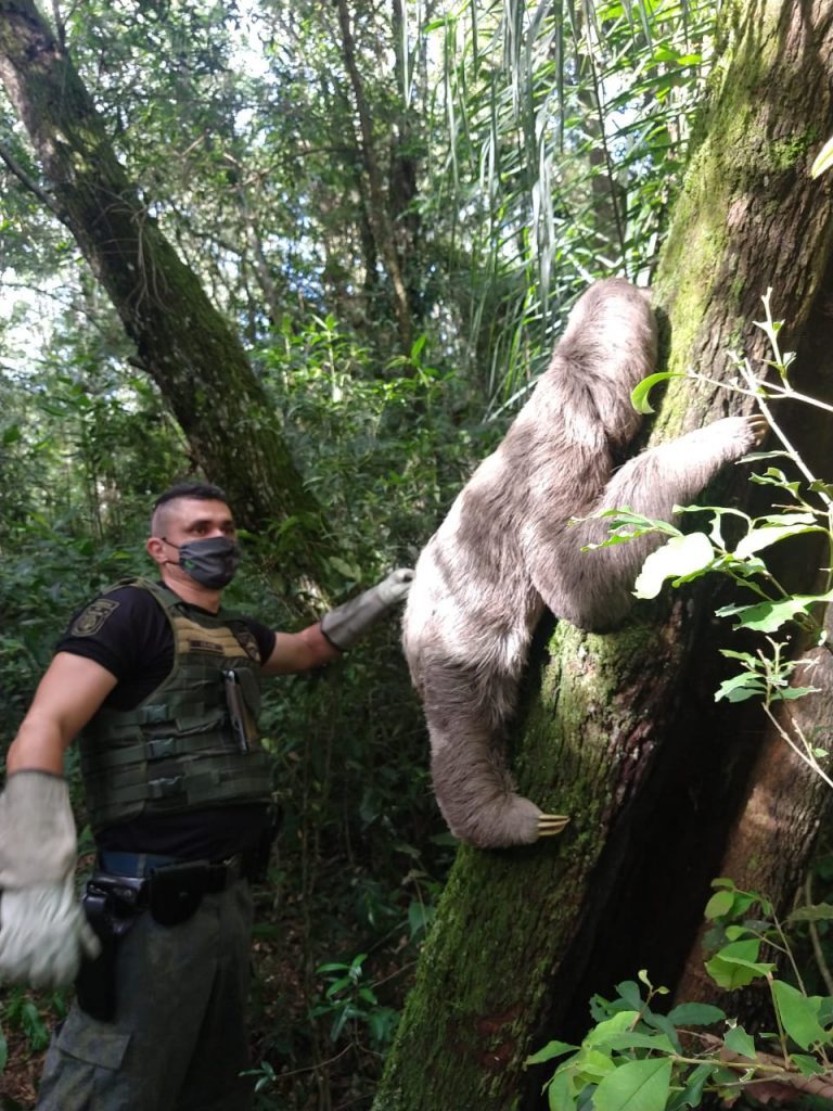 20210118-preguica2-768x1024