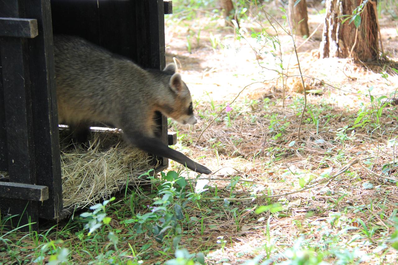 animais soltos em seu habitat (1)