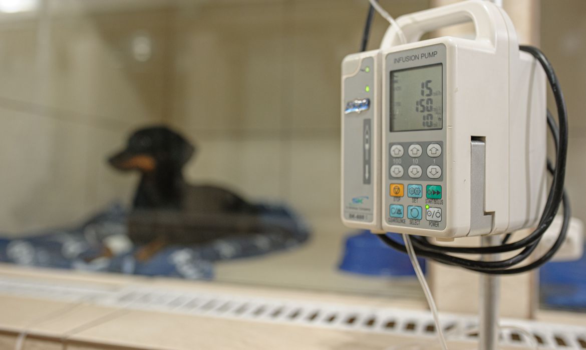 pesquisa de covid em animais