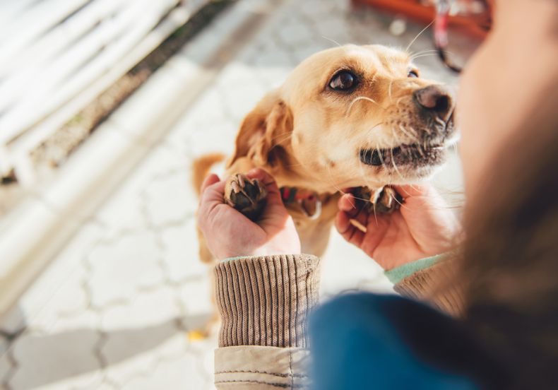 1498-adotar-um-pet-diminui-o-estresse-e-contr-article_content_img-2