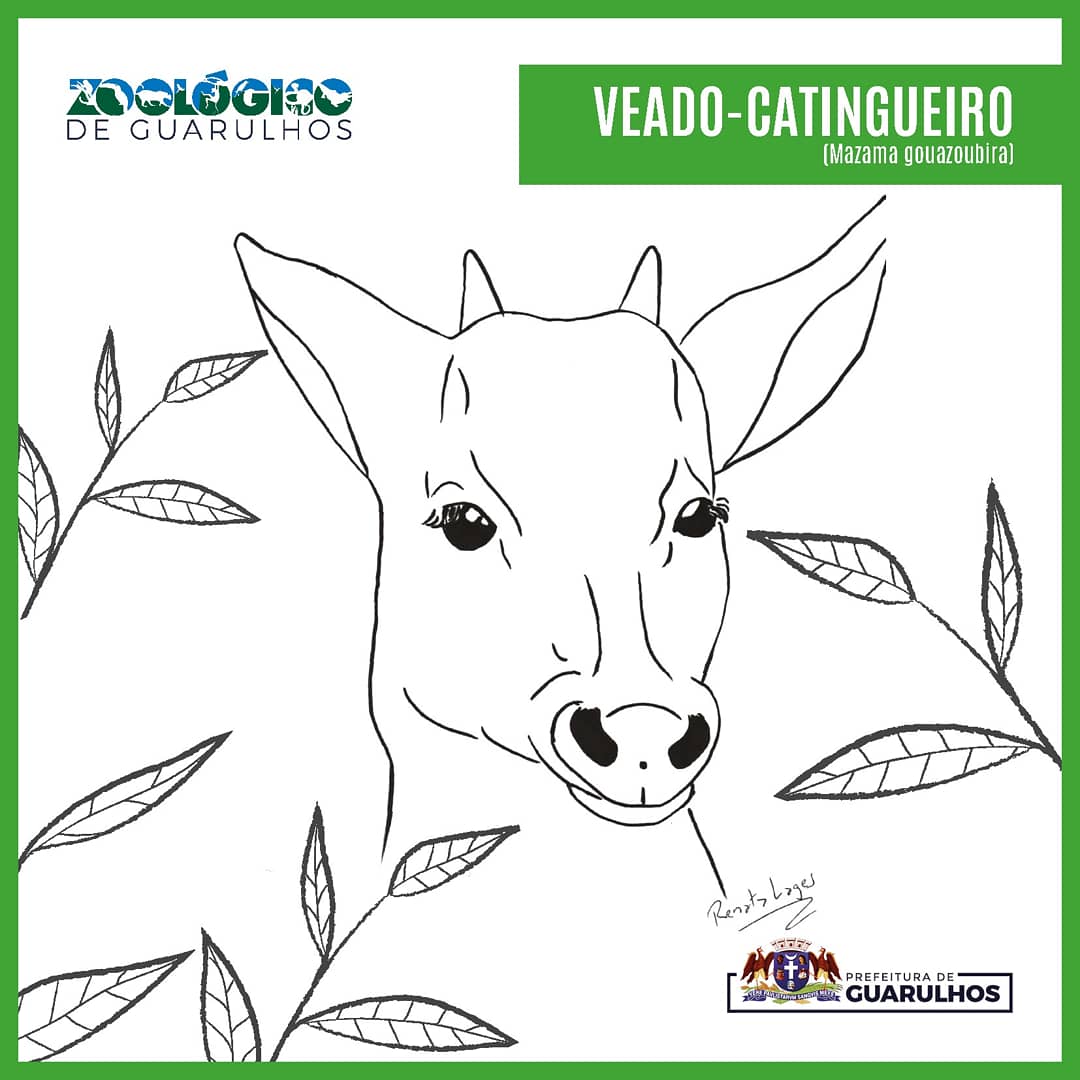 veado-catingueiro