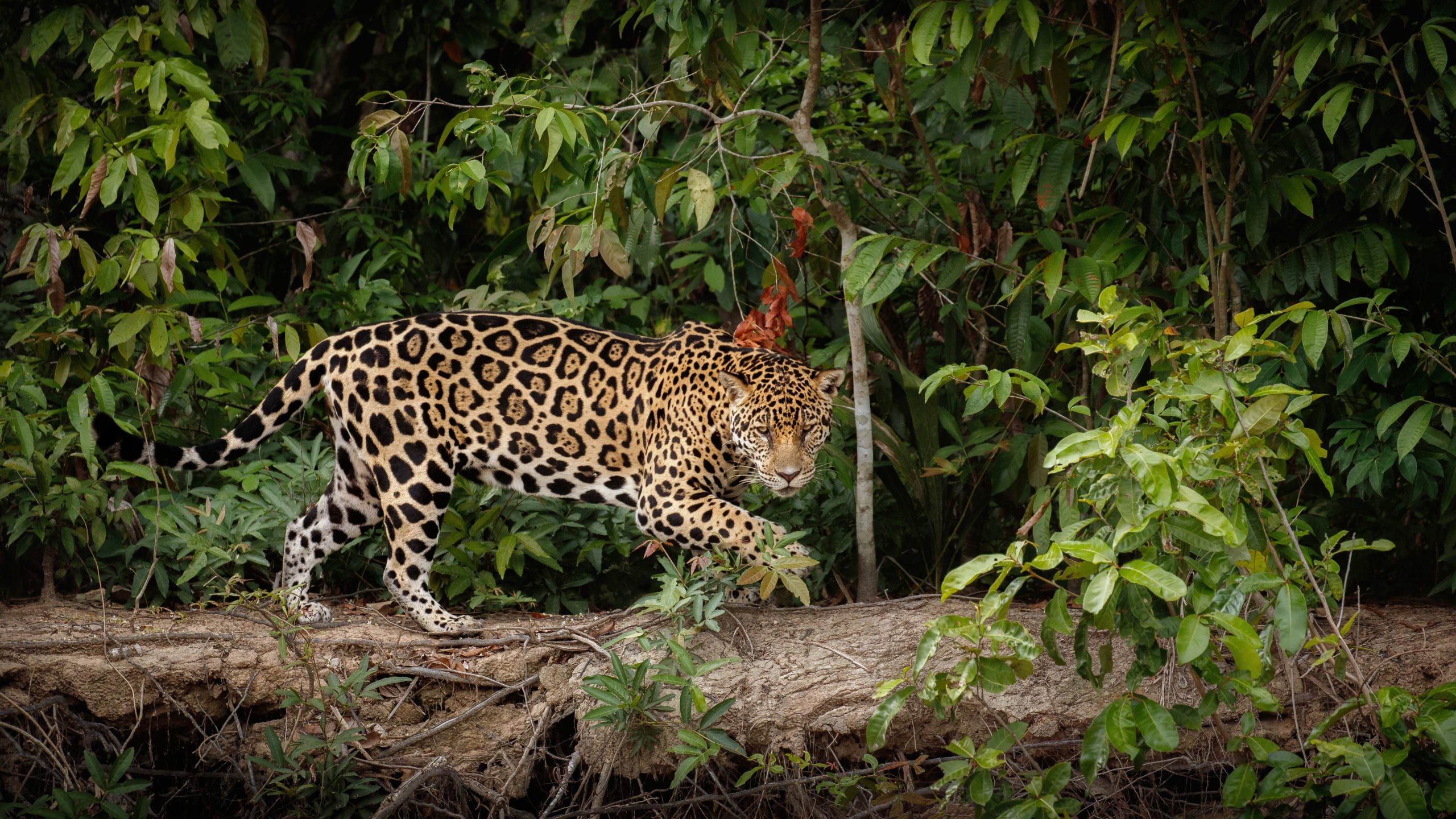 american-jaguar-in-the-nature-habitat-of-south-american-jungle