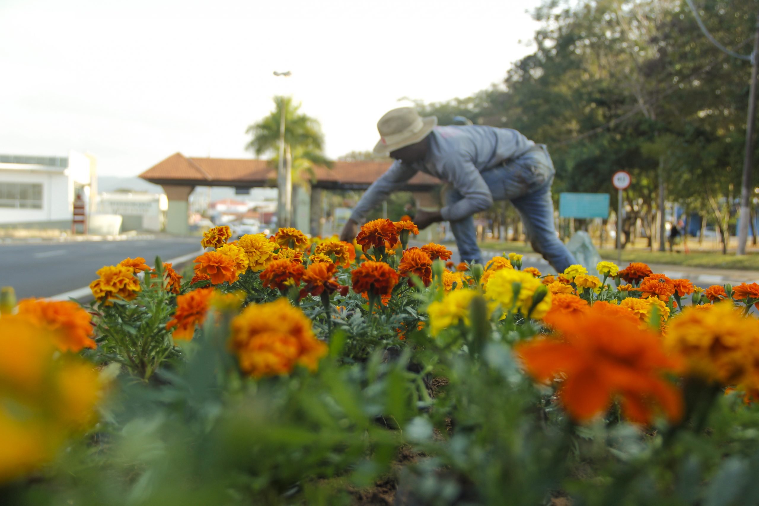 Canteiro Avenida Imigrantes