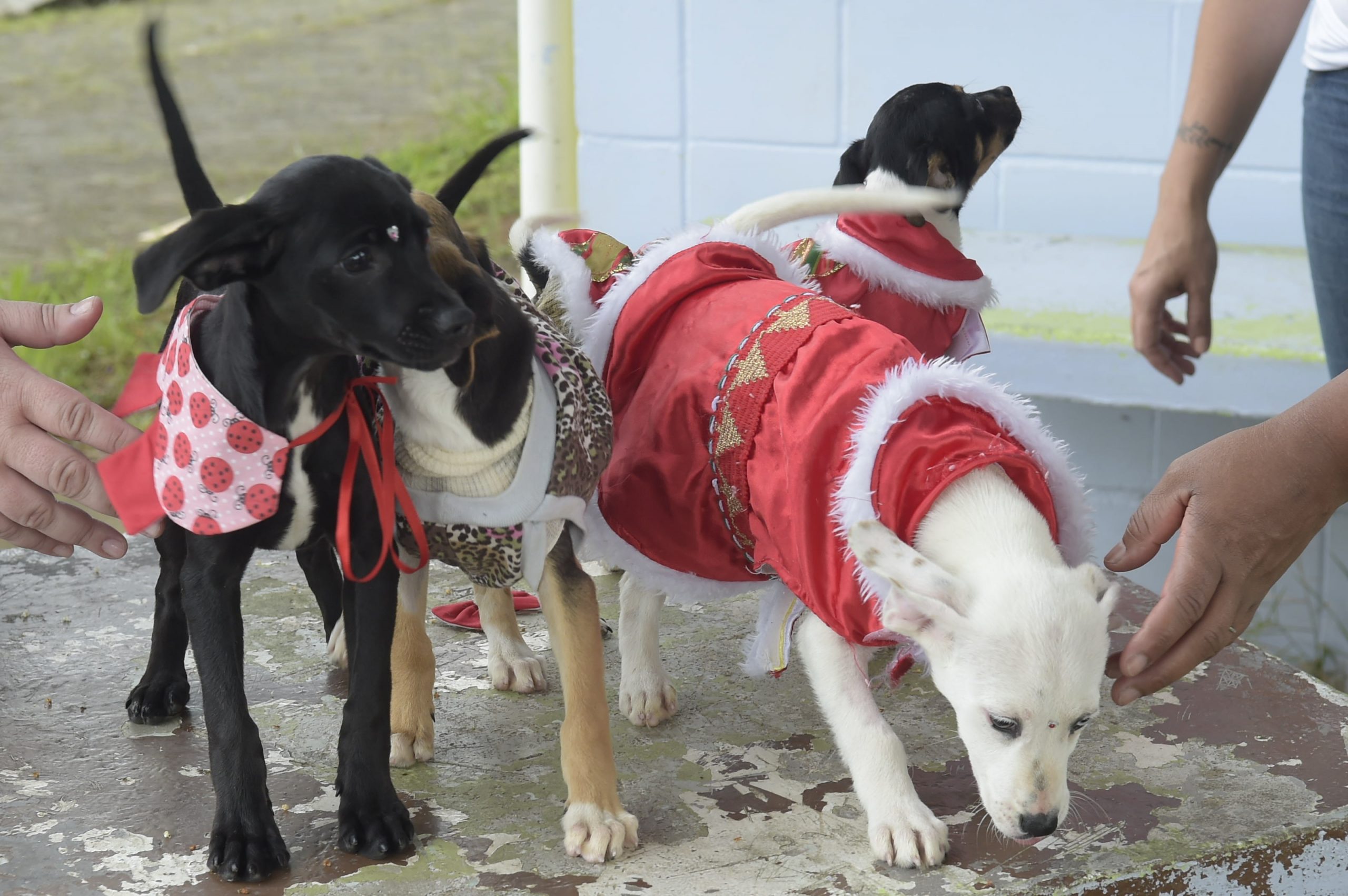 Filhotes Adoção Depan (4)