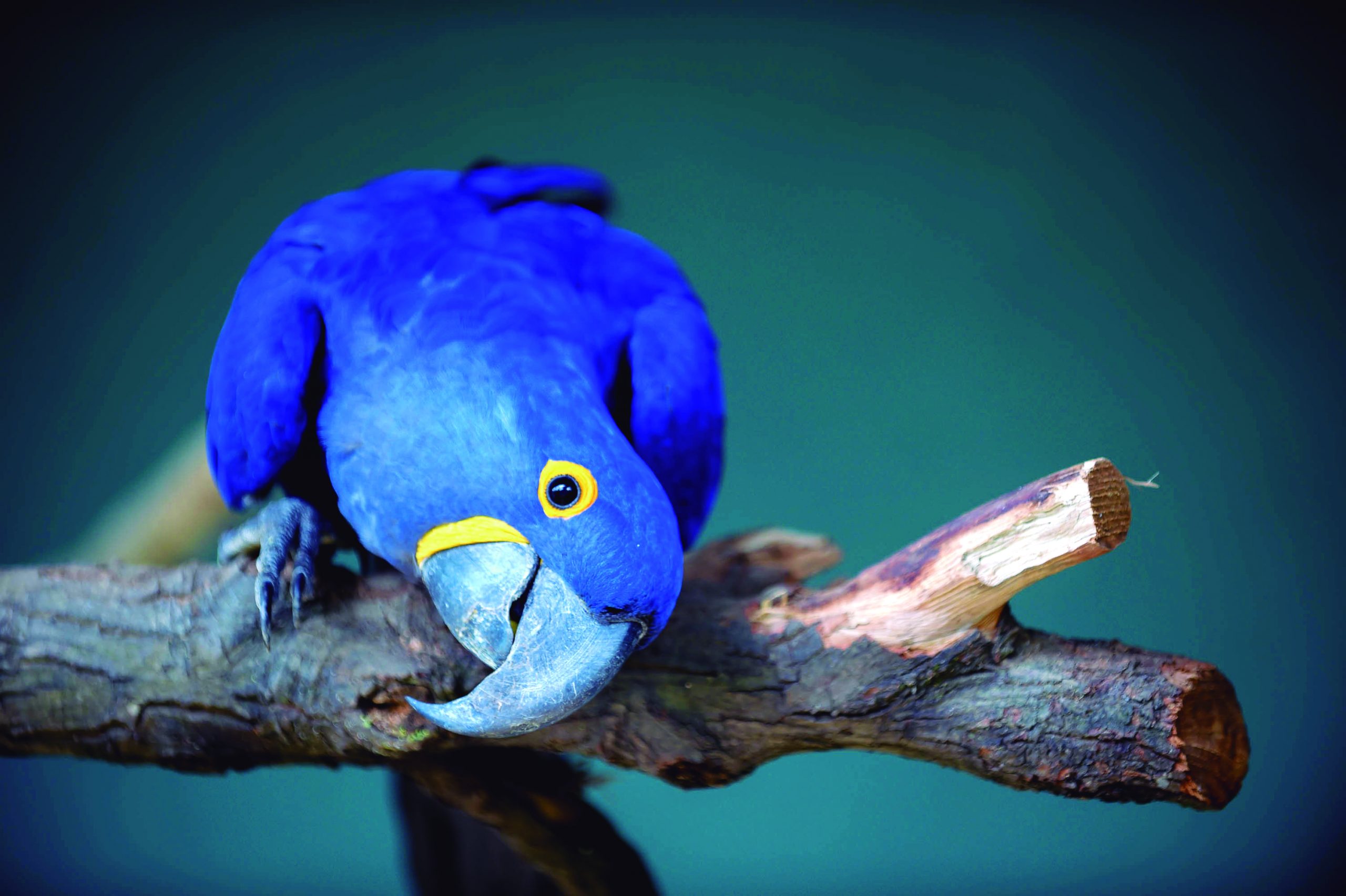 Fabio Nunes Teixeira (1)