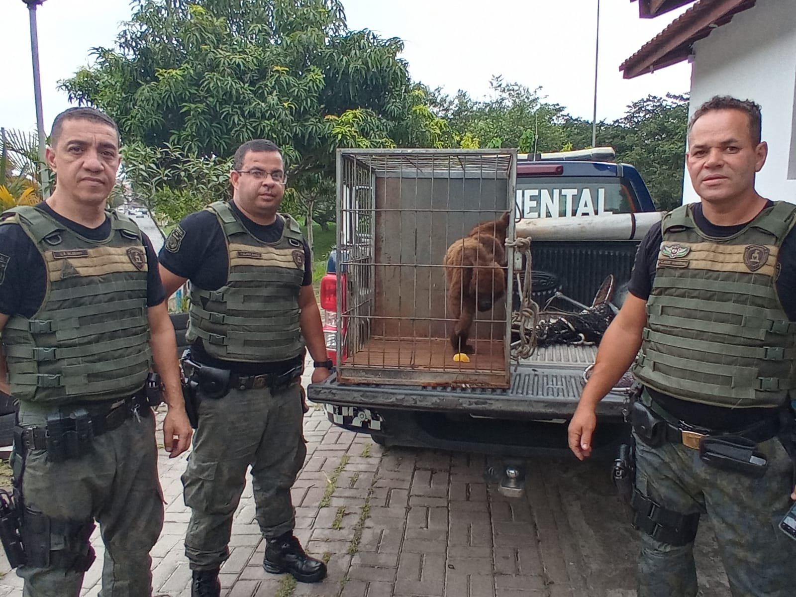 GCM Ambiental resgata macaco bugio em residência no Cocaia (3)