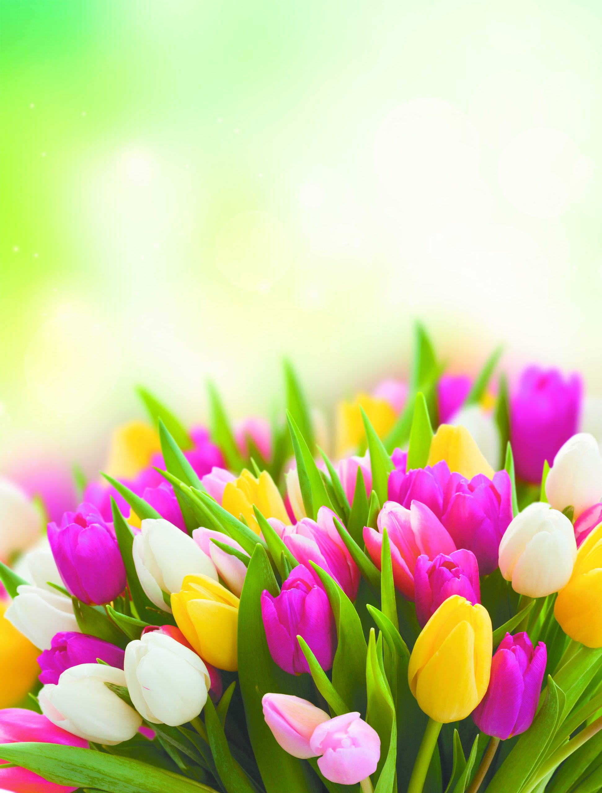 Fresh Violet, Pink, Yellow And White Tulip Flowers Over Spring G
