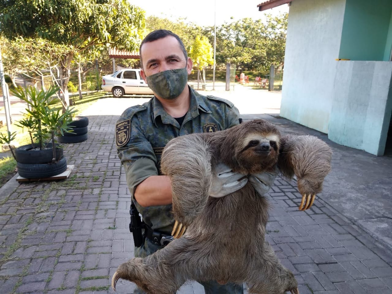 gcm ambiental preguica