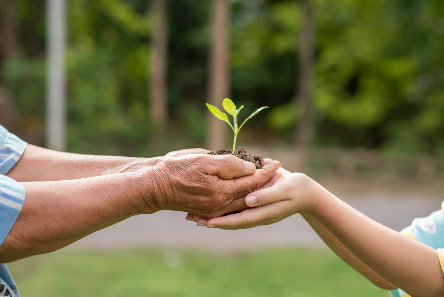 elderly-person-and-children-holding-plant