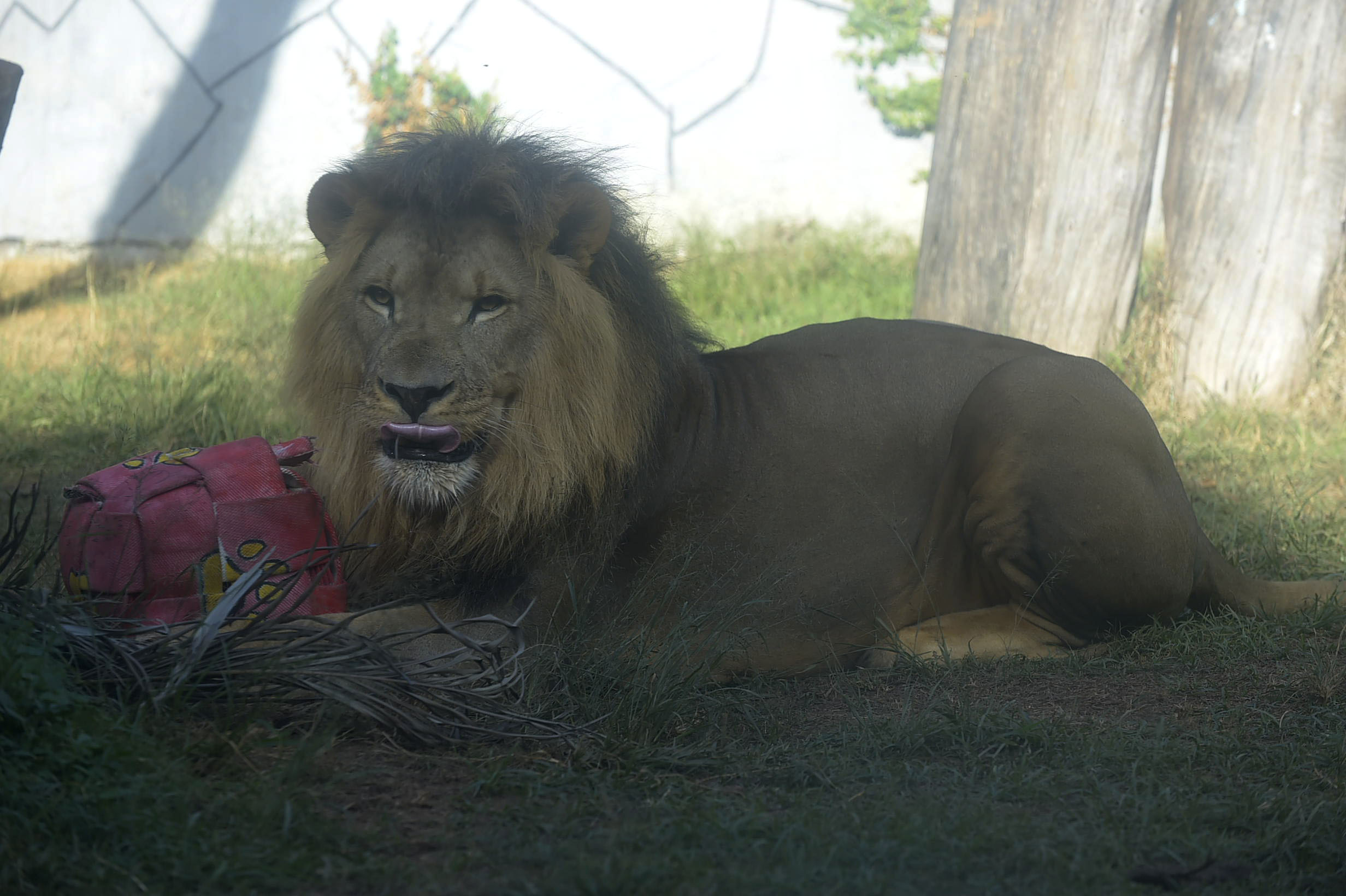 Aniversário Leão Khalipha_FabioNunesTeixeira12