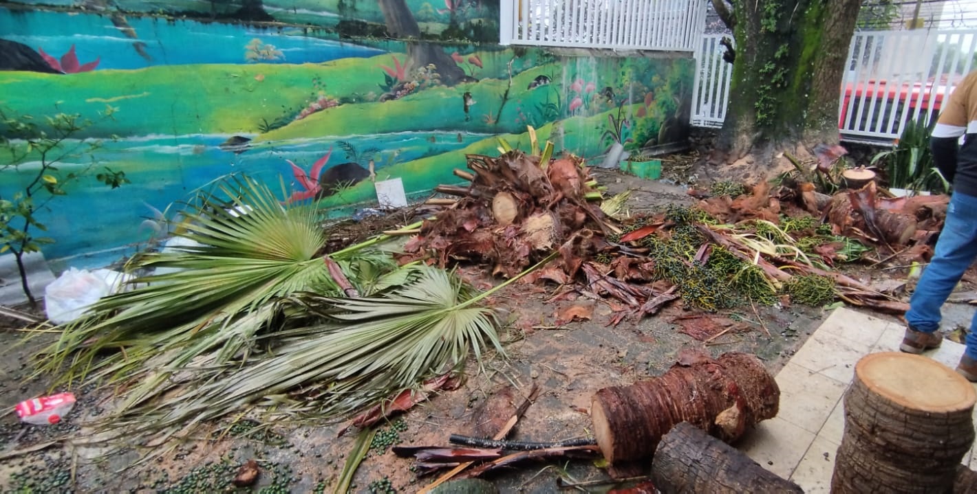 corte de árvore irregular 1