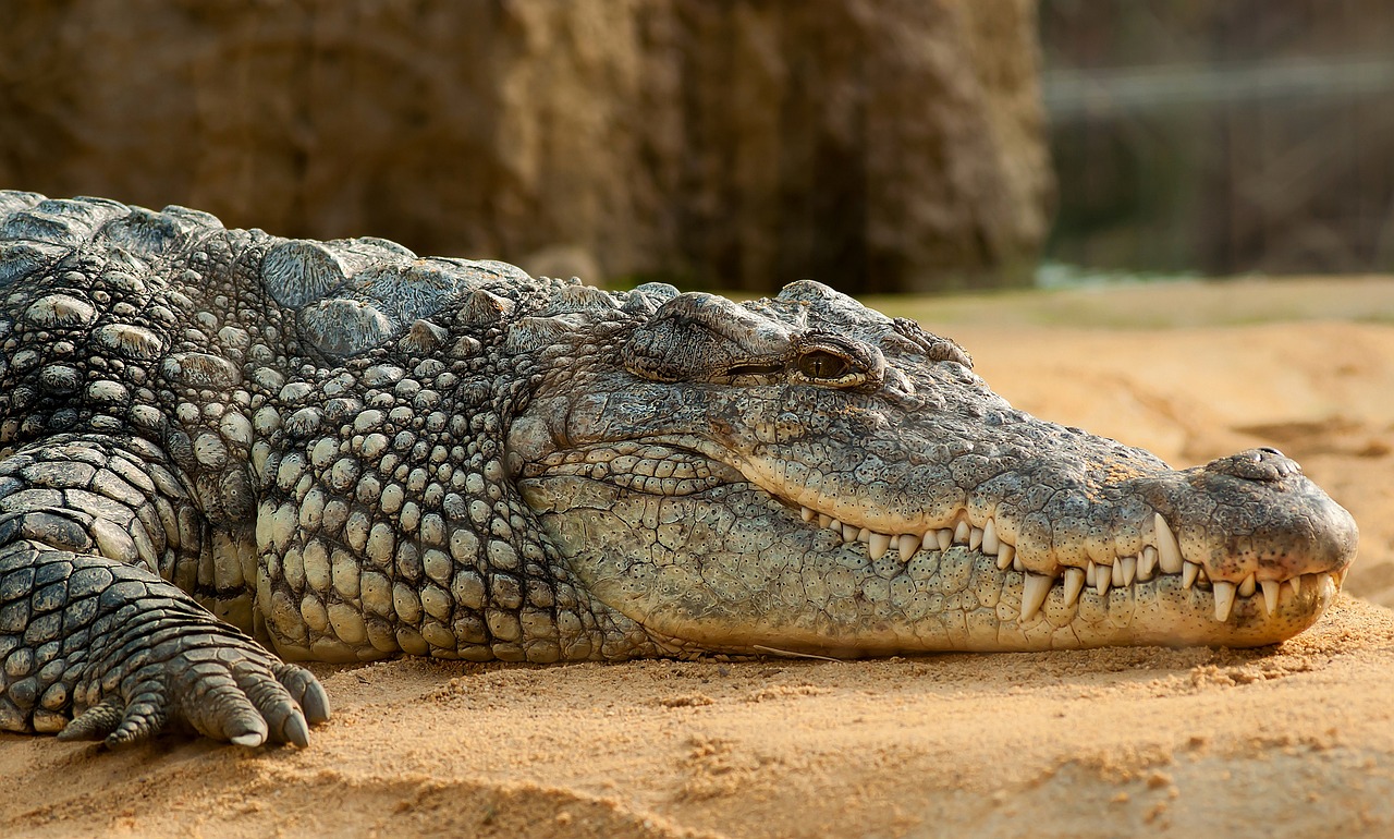 nile-crocodile-245013_1280
