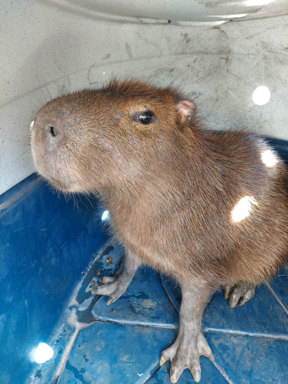 GCM captura capivara 1