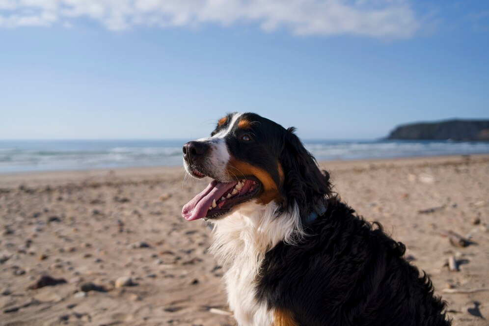 dog-having-fun-beach_23-2149530144