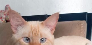 Gatinho que escapou durante espera por castração é encontrado após 42 dias de buscas