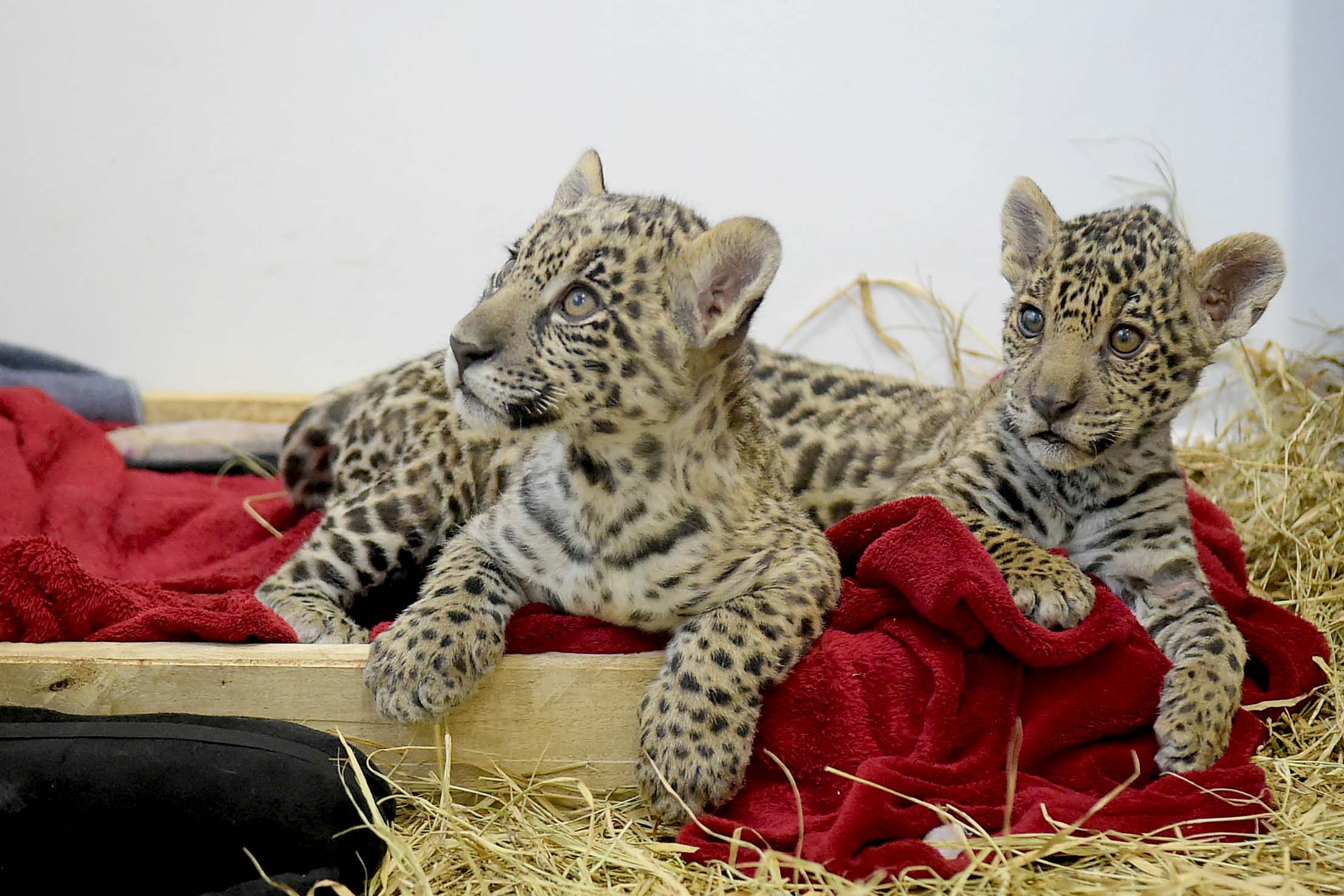 Onc?a - Zoolo?gico_FabioNT (2)