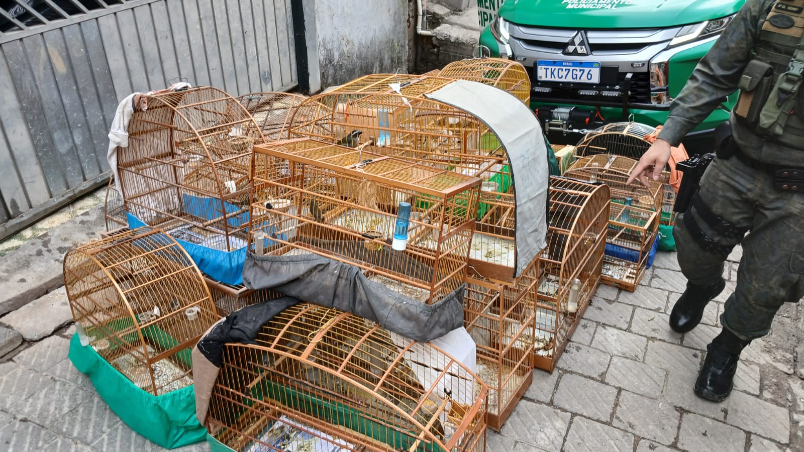 cativeiro de passaros