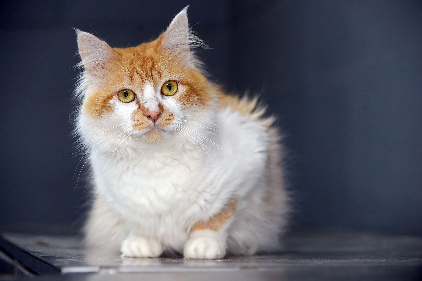 Imagem do WhatsApp de 2025-10-30 à(s) 17.39.50_fc17d199