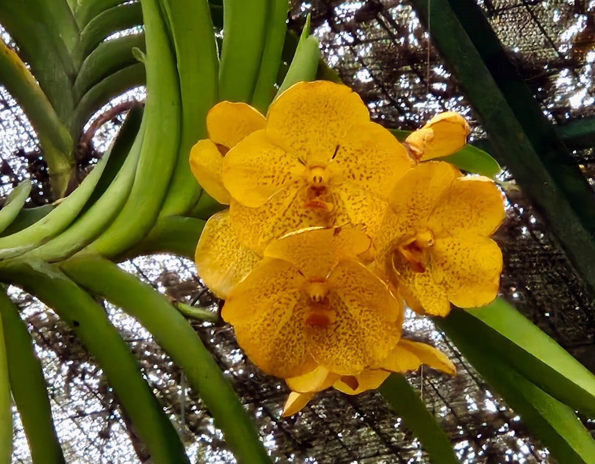 Curso gratuito da Prefeitura ensina cuidados com orquídeas