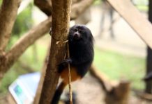 Filhotes de mico-leão-preto, Maiara e Maraisa são as novas moradoras do Zoo de Guarulhos