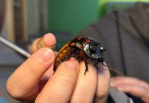 Crianças estão em férias? Confira programação gratuita no Planeta Inseto