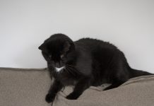 Sete motivos pelos quais os gatos arranham os móveis