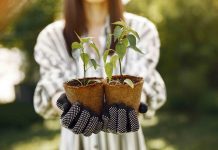 Prefeitura distribui árvores frutíferas e outras espécies gratuitamente no Zoo e no CEA Virgínia Ranali