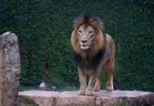 Zoológico comemora aniversário de seis anos do leão Kalipha