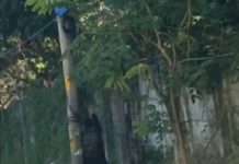 Quadrilha é presa em flagrante furtando fios de cobre em Guarulhos; pai e filho vieram do Paraná para o crime