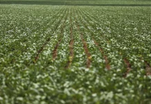 Reunião com bancada do agro termina sem acordo sobre dívidas rurais