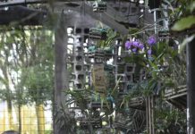 Orquidário Municipal realiza nova edição do curso SOS Orquídeas nesta quarta