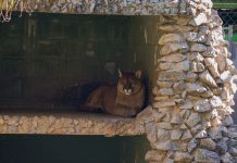 Programação de agosto do Zoológico Municipal tem atividades gratuitas para todas as idades