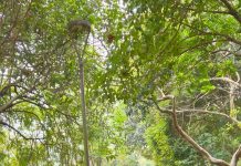 Alunos do CEU São Domingos participam de atividade esportiva no Bosque Maia