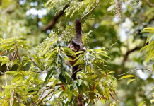 Entidade cobra compromisso de candidatos com direitos da natureza
