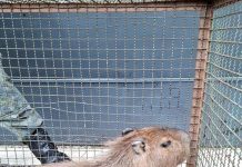 GCM de Guarulhos resgata capivara em situação de risco na região central da cidade